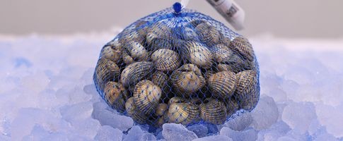 79201 - Hjärtmussla Europeisk